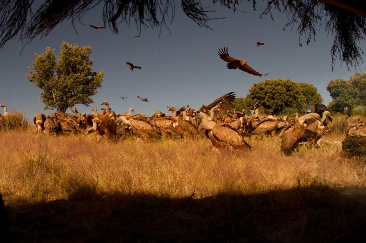 Eco-Lodge En La Reserva Privada Campanarios De Azaba - Proyecto De Conservacion Эспеха Экстерьер фото